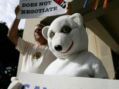 Polátní medvědi jsou ohroženi. USA chtějí na území jejich kolonie na Aljašce těžit ropu.