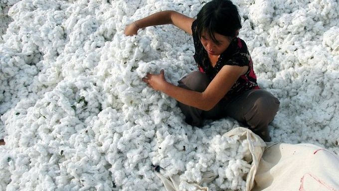 Největším dovozcem bavlny je Čína, ta od ledna zvýšila dovoz o 100 procent.