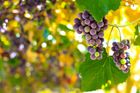 Vína bude o desetinu méně, ale s nadprůměrnou kvalitou, hlásí vinaři