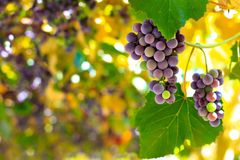 Znojemské vinobraní láká na burčák, Chinaski i velký průvod