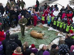 veřejná pitva lva v Dánsku