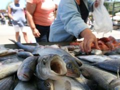 Rybáři dodávají na stůl téměř pětinu proteinu, který konzumujeme
