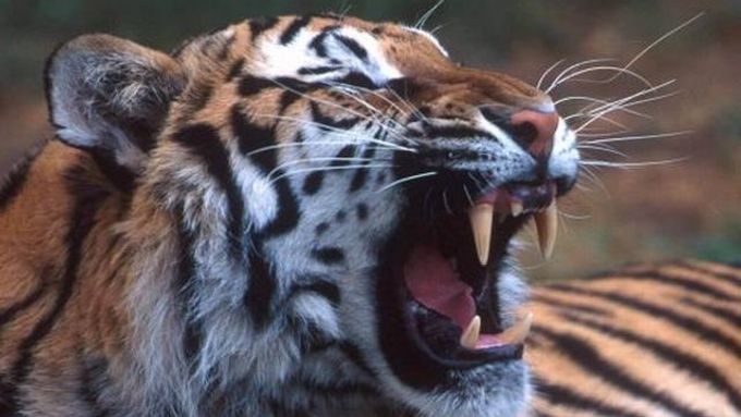 Tygrů v zajetí na farmách je možná v Číně více než ve volné přírodě
