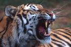 Řezník okradl tygry o 400 kilo masa