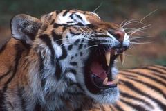V čínských parcích je k dostání víno z mrtvých tygrů