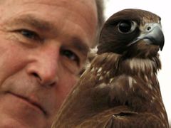 Během návštěvy Spojených arabských emirátů si Bush prohlédl i místní sokoly. Chování a cvičení dravých ptáků je v arabských zemích u Perského zálivu rozšířeným koníčkem.