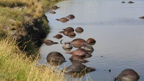 400 buvolů se utopilo v řece mezi Botswanou a Namibií