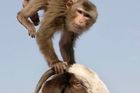 Opice vlezla v Keni do elektrárny a zavinila blackout po celé zemi, firma si sype popel na hlavu