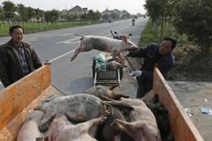 Čína pozatýkala přes 110 lidí, prodávali kontaminované maso