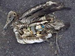 Drobné částečky plastu si ptáci a ryby pletou s potravou.
