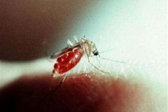 Lékem na malárii je výměna komárů