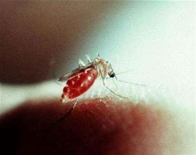 Komáři malárie 3