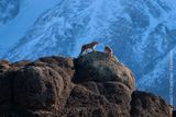 Ingo Arndt, Divoké pumy v Patagonii. Samec a samice.