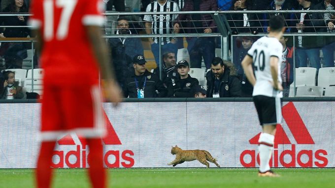 fotbal, Liga mistrů 2017/2018, Besiktas - Bayern, kočka na hřišti