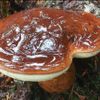 houby hřib hnědý