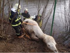 Hasiči vyprošťují velblouda, který uvázl v rybníku v Hulíně.
