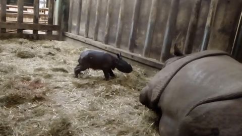 Plzeňská zoo slaví přírůstek do rodiny nosorožců. Kamery zachytily porod i první krůčky