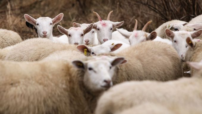 Ovce a kozy spásají zelené plochy v Praze.