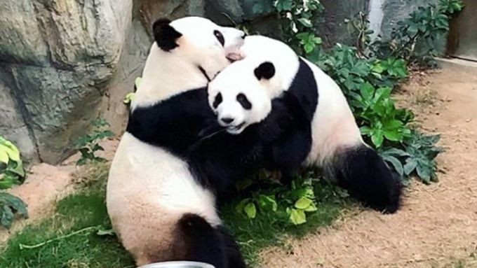 Pandy v zoo o sebe deset let nejevily zájem. Sexuálně se sblížily až během pandemie