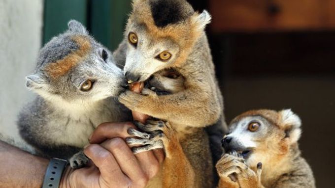 Podle teorie se před 60 až 50 miliony let rodina lemurů  "doplavila" na Madagaskar za zhruba tři týdny.