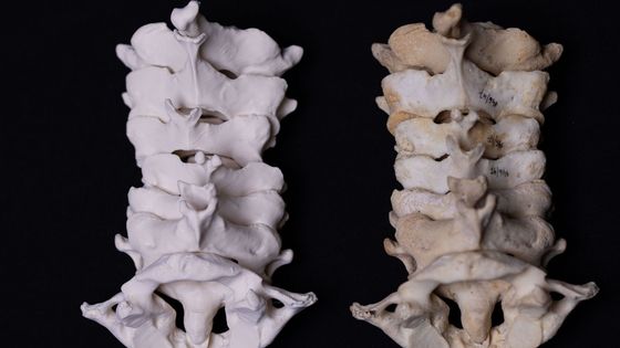 Lidské orgány ve 3D. Unikátní modely pro všechny, kteří chtějí lépe poznat anatomii