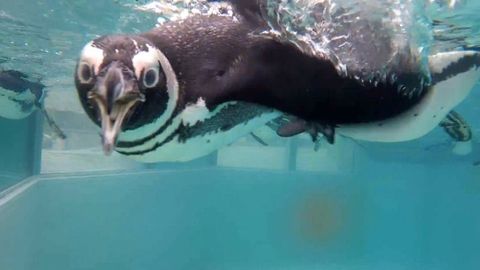 Zvědaví tučňáci řádí v nové expozici. Ústecká zoo je chová jako jediná v Česku