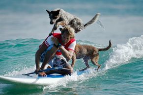 Obrazem: Pes na surfu je nejlepší přítel člověka. Austrálie má nové zvířecí hrdiny