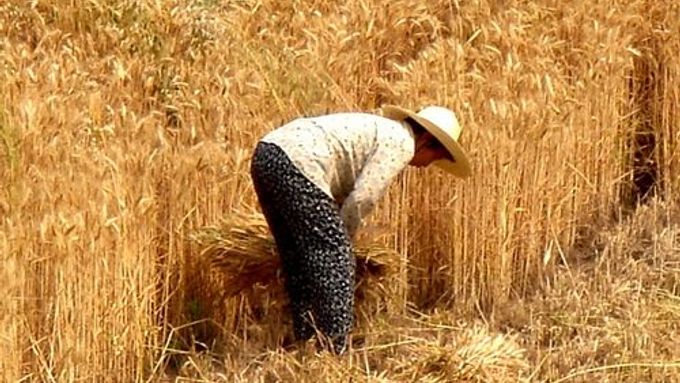Čínská žena sklízí pšenici. Půjde si pak zahrát basketbal, nebo stolní tenis?