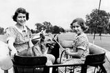 Přestože královna Alžběta II. vlastnila v životě více plemen, k srdci jí nejvíce přirostl malý pastevecký pes corgi. Během svého panování jich odchovala třicítku, přičemž v jednu dobu jich měla až devět zároveň. Královská rodina vlastnila plemeno od roku 1933, kdy ho král Jiří VI. poprvé představil svým dcerám.