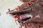 Rybáři chytili bájného žraloka šotka, živoucí fosilii