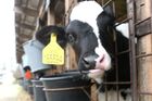 Americké krávy mění jídelníček, kvůli suchu jí čokoládu