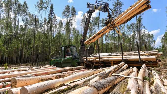 Mezi případy, které budou podle aktualizované směrnice EU o trestných činech proti životnímu prostředí postihovány přísnějšími tresty, patří i nezákonná těžba dřeva.