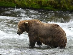 "Hubený" Chunk v červenci 2025. Rychle se naučil jíst ryby i s trvale postiženou čelistí.