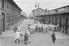 Mrazivá minulost holešovické tržnice: Řev krav i zápach, který se nesl celou Prahou