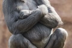 Zoo Praha: Amazonie zatím nebude, gorily mají přednost