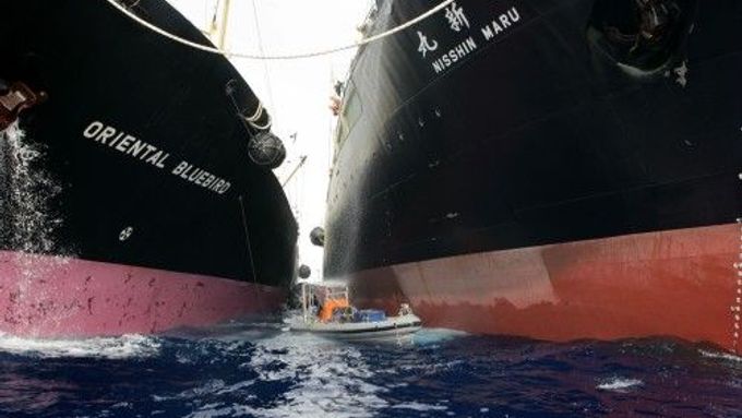 Loď ekologů se snaží bránit velrybářům v jejich práci