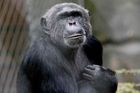 VIDEO Šimpanzice zneškodnila větví dron. Filmoval život opic