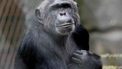 Šimpanz ukousl palec řediteli zoo