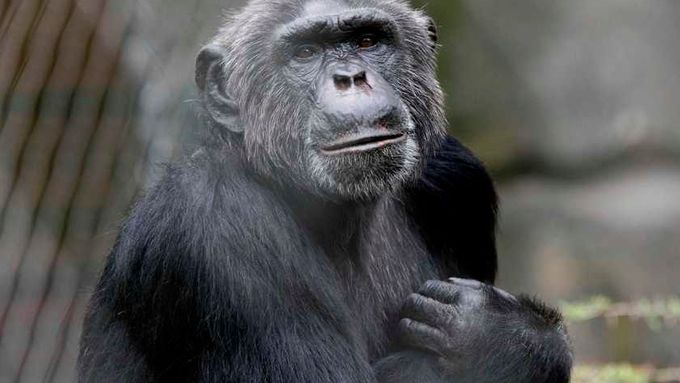Vědcům se podařilo natočit šimpanze, jak rozbíjí krunýř želvy o kmen stromu