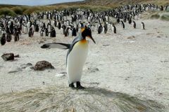 Zabily je krysy, kočky nebo nemoc? Na opuštěném ostrově vymřely statisíce tučňáků. Vědci netuší proč