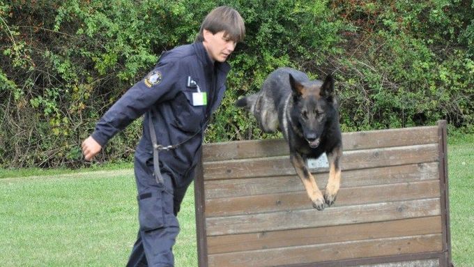 FOTO Policejní výcvik psů
