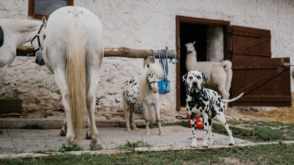 Johana Spáčilová se díky spolupráci s kaskadérskou skupinou Filmka mohla se svými koňmi podílet na celé řadě domácích i mezinárodních projektů.