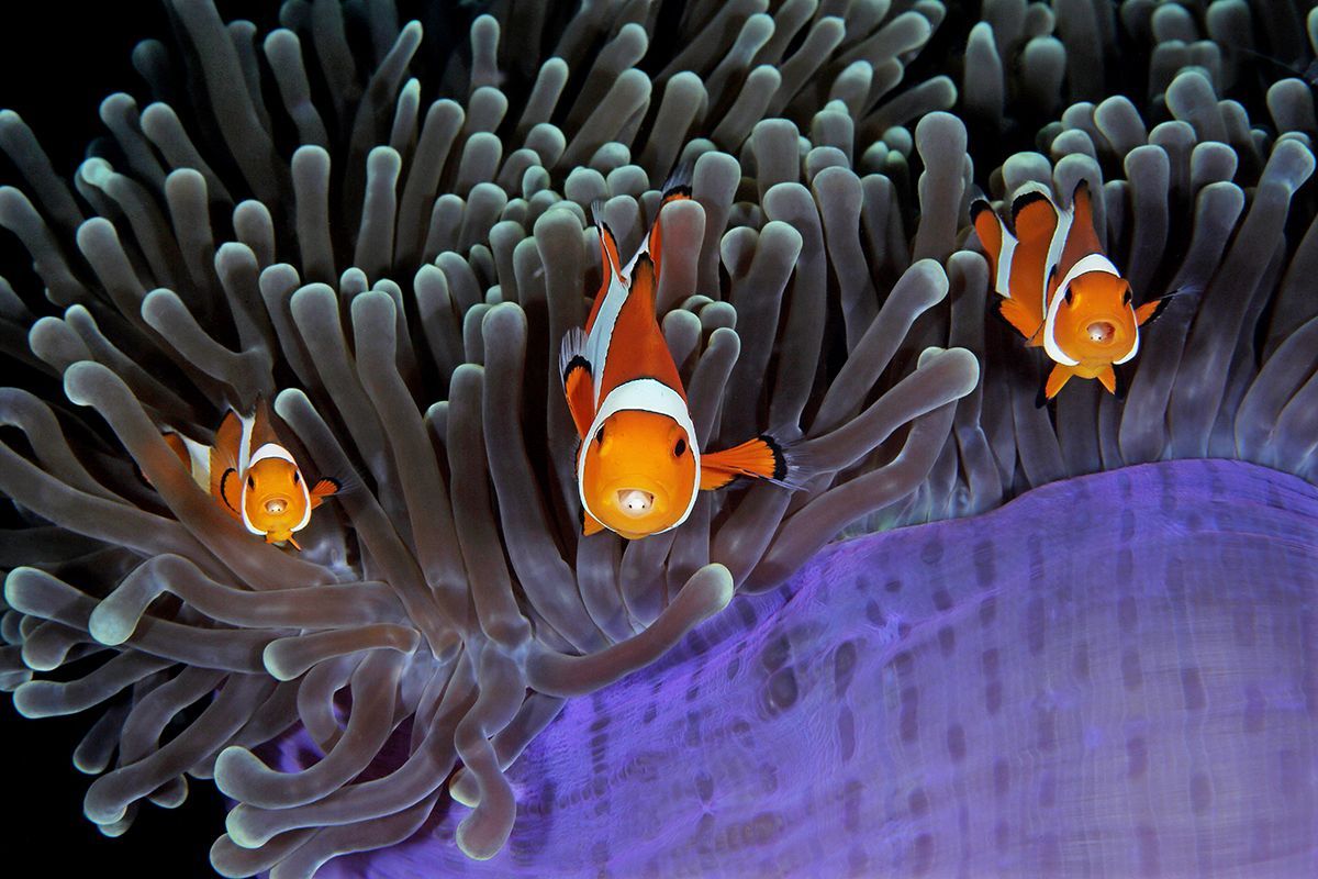 Underwater Photographer of the Year 2017: Vítězové soutěže
