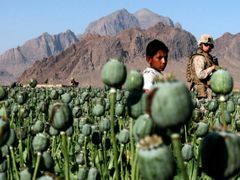 Americký voják pozoruje sklizeň máku v provincii Farah, Afghánistán je největším vývozcem heroinu na světě