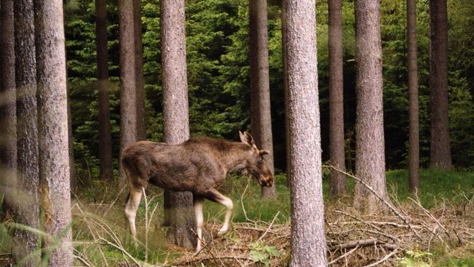Na české straně Šumavy se populace losů odhaduje na 15 až 20 zvířat.