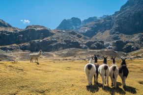 Fotky: Lamy mezi horskými velikány. Tak vypadá několikadenní přechod bolivijských And