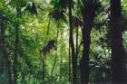 Indonésie a Ekvádor chtějí od Západu vybírat pralesné