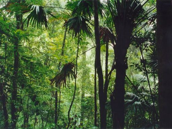 V souvislostech: Prales