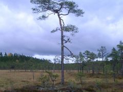 Kraj Dalarna v centrálním Švédsku je jednou z oblastí, kde se vlci vyskytují
