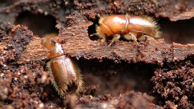 The culprit in action - bark beetle